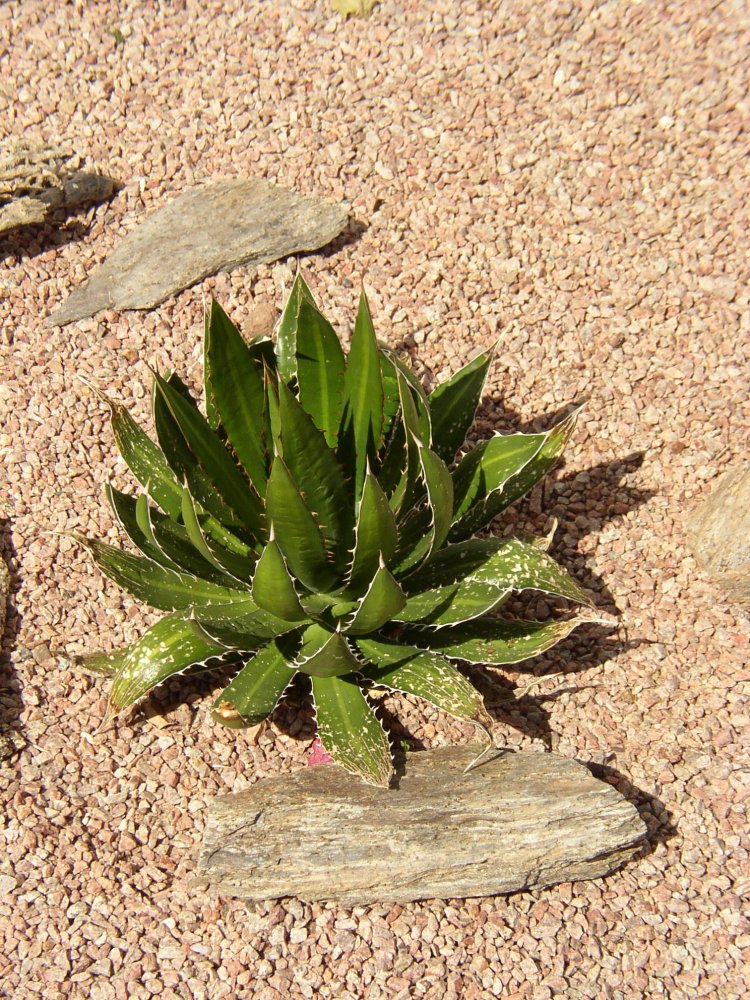 Cactus 004