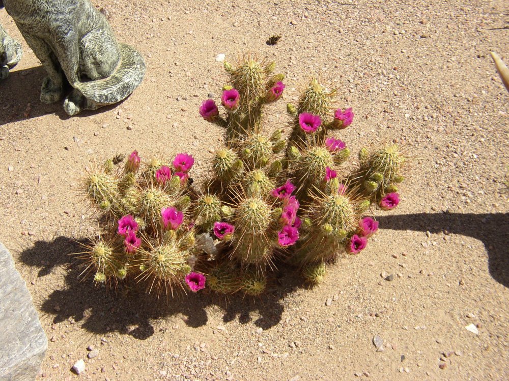 Cactus 005