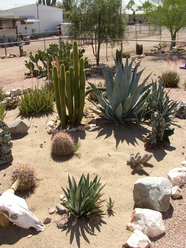 Cactus 006