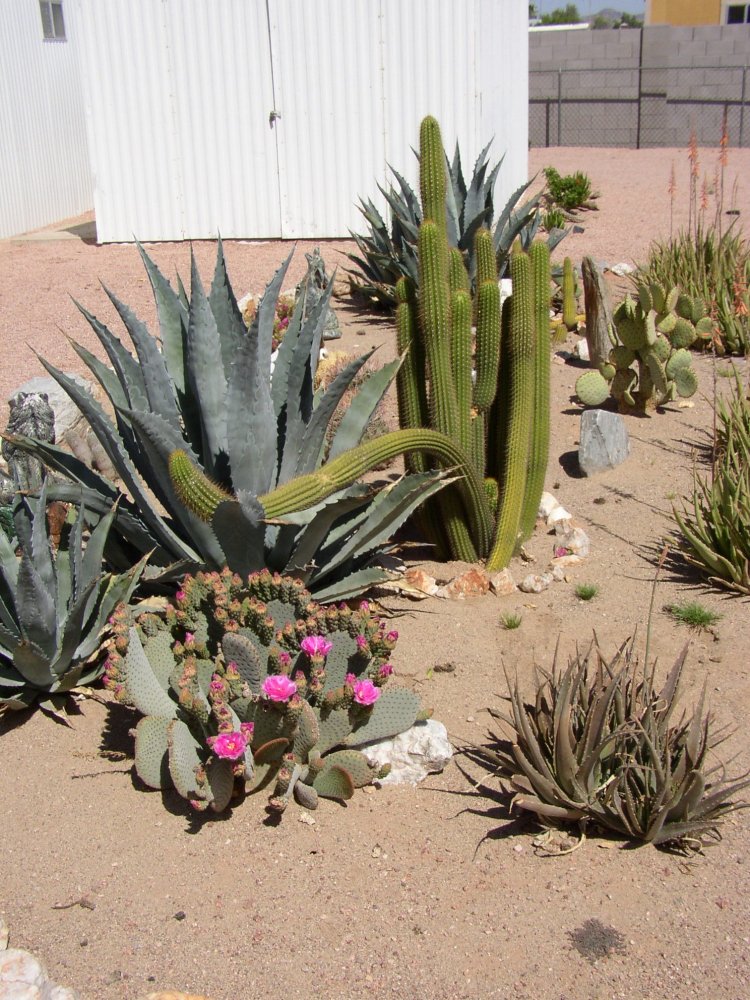 Cactus 007