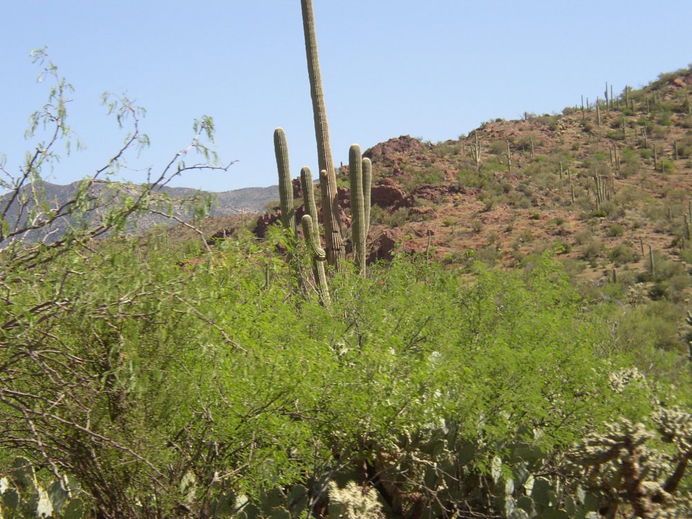 Mountains 035