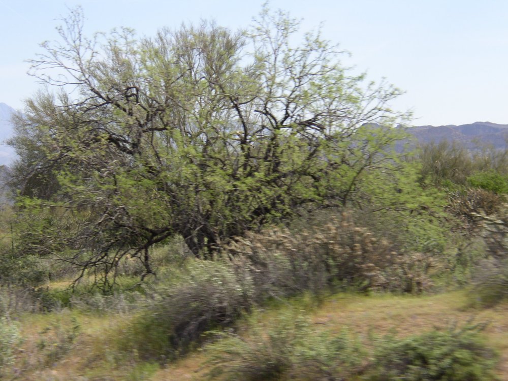 Picture 007