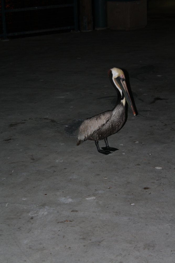 Redondo Beach 017