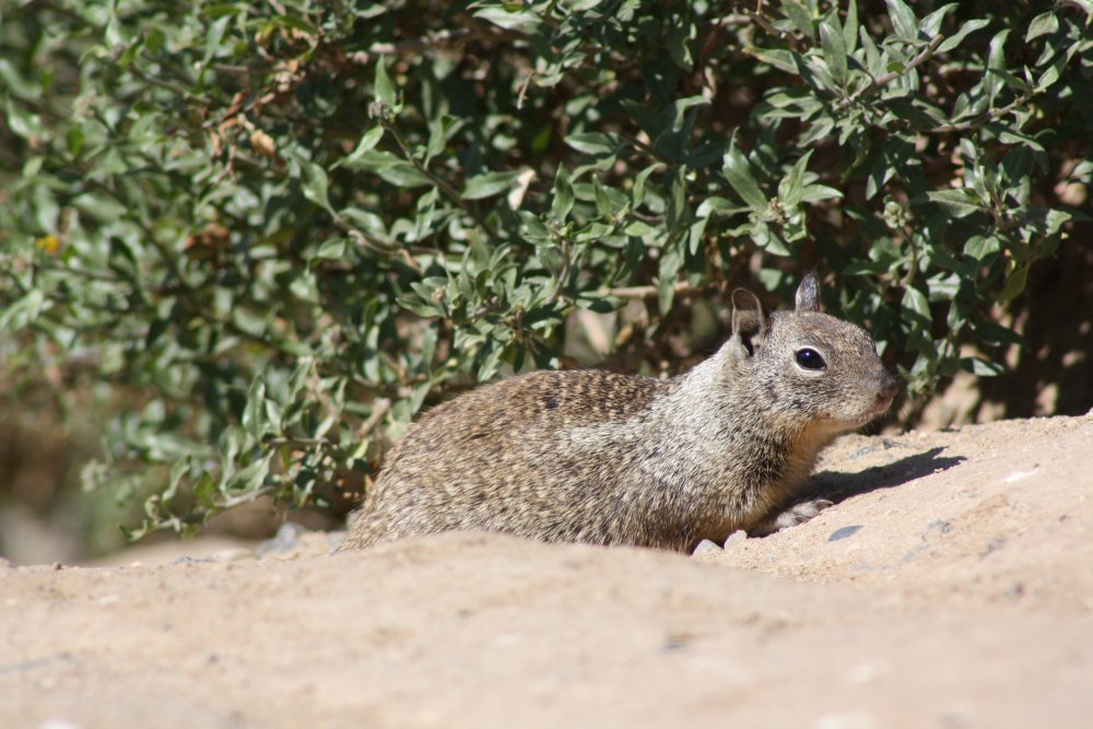 San Diego 094