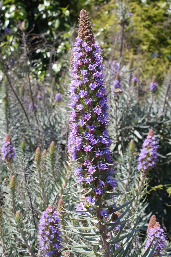 San Diego 253