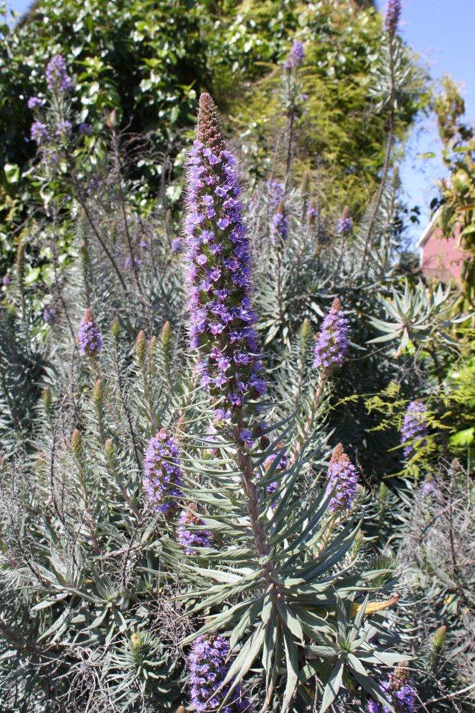 San Diego 254
