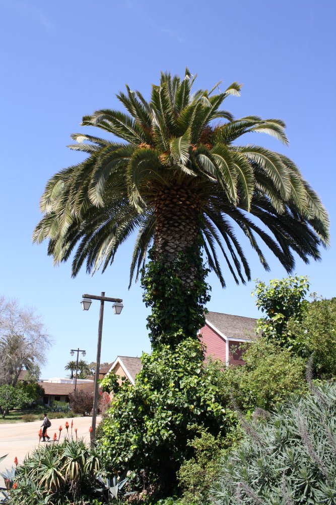 San Diego 256