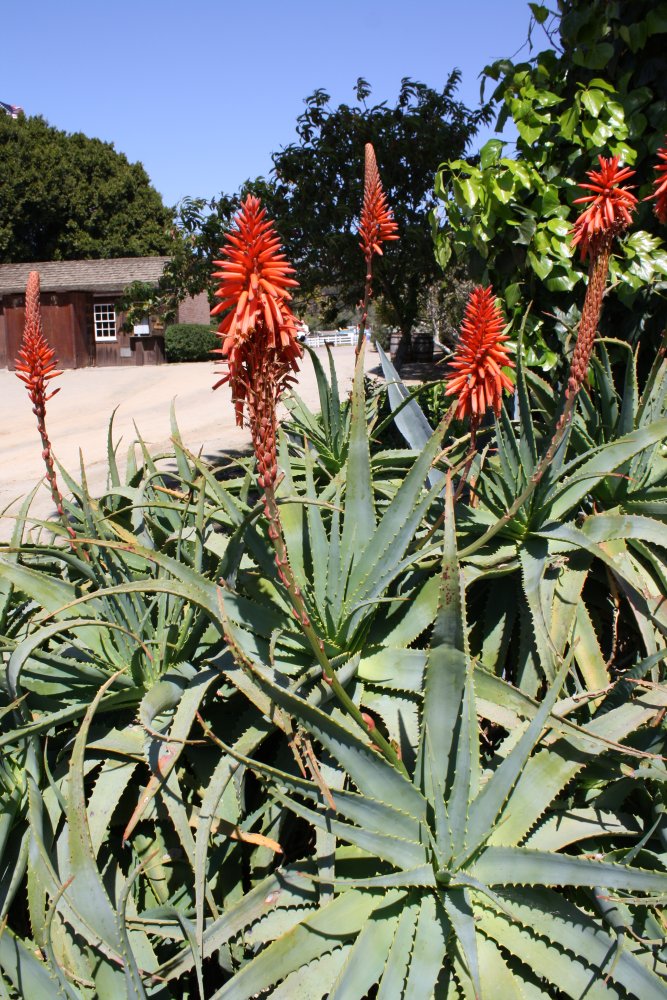 San Diego 257