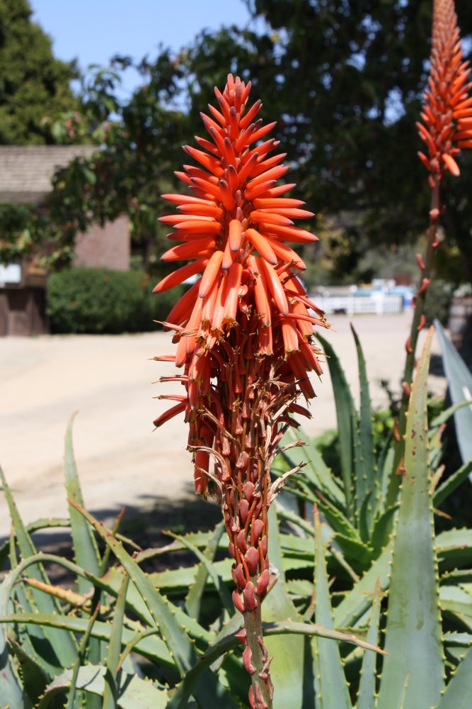 San Diego 258