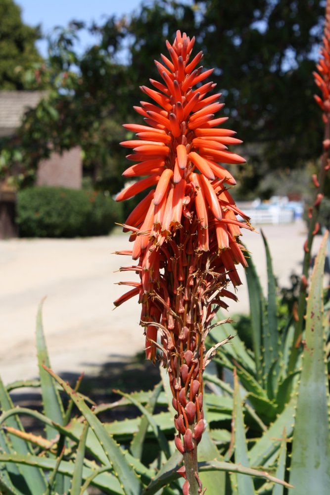 San Diego 260