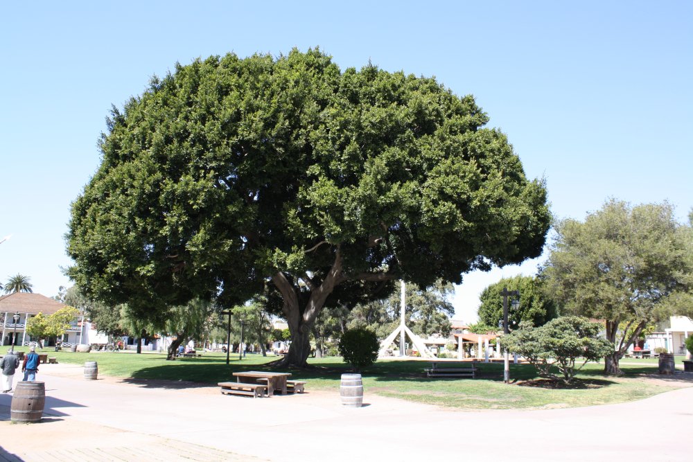 San Diego 262