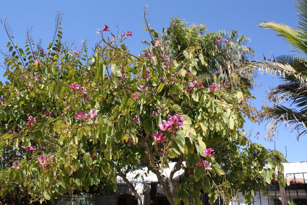 San Diego 269