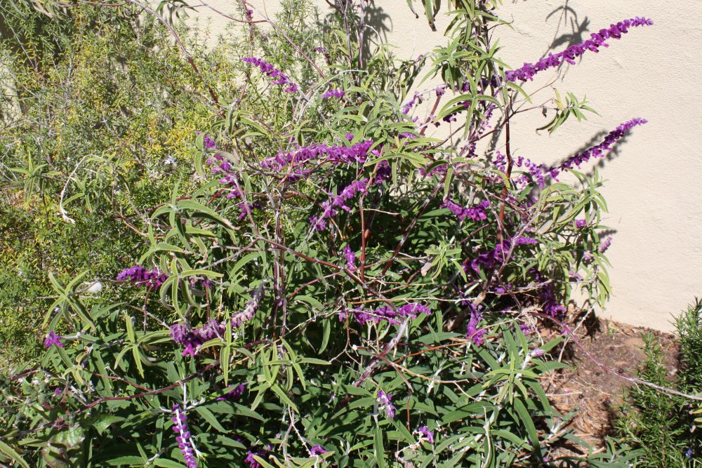 San Diego 274