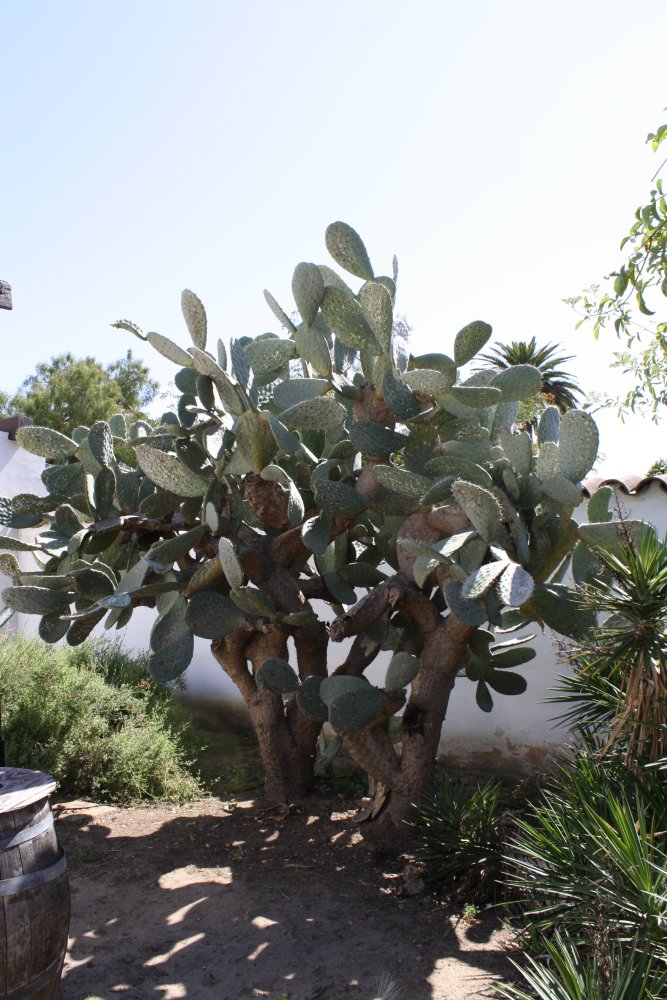 San Diego 279