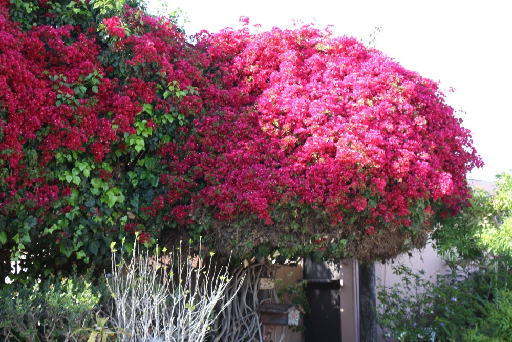 San Diego 284
