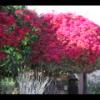 San Diego 284