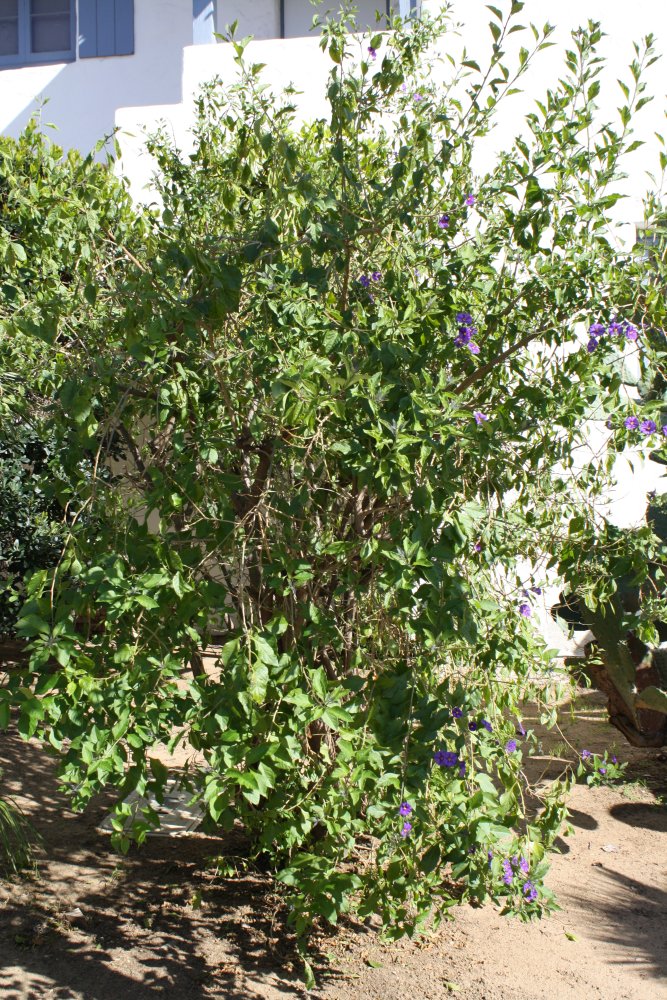 San Diego 286