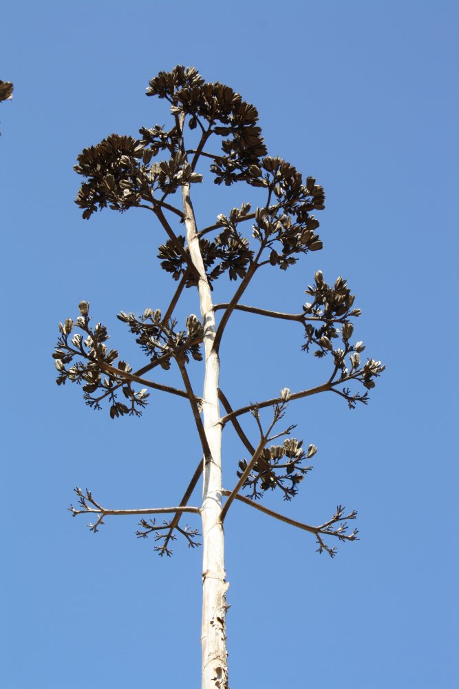 San Diego 291