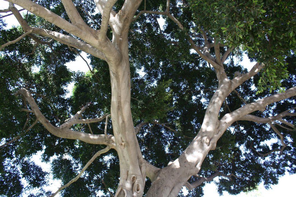 San Diego 293