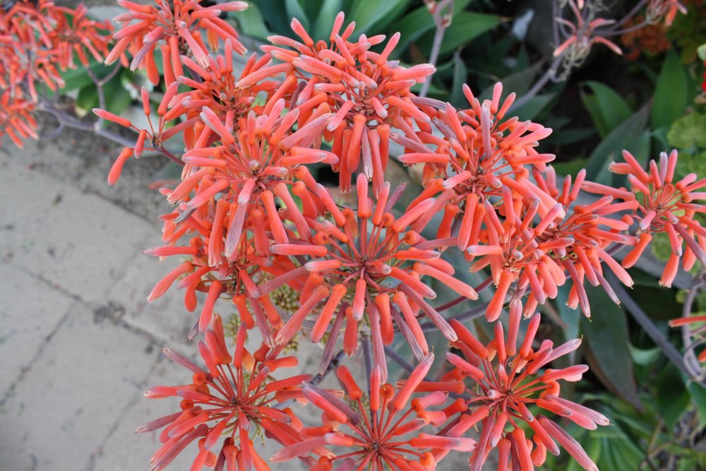 San Diego 294