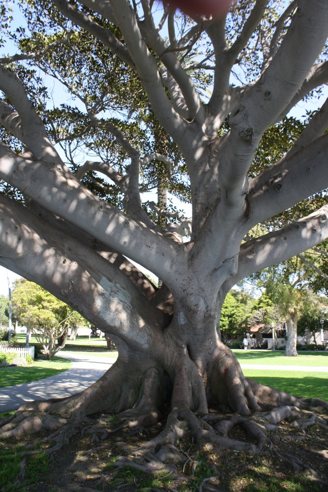 Venice Beach 021