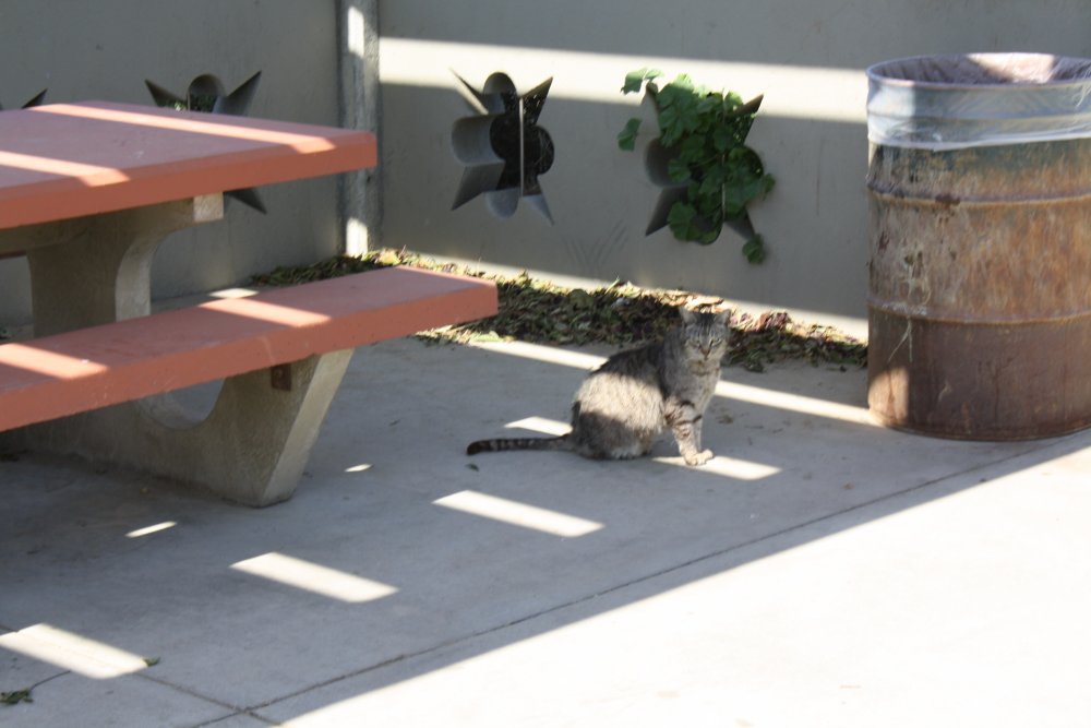 Venice Beach 027