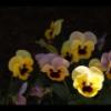 2019-03-21